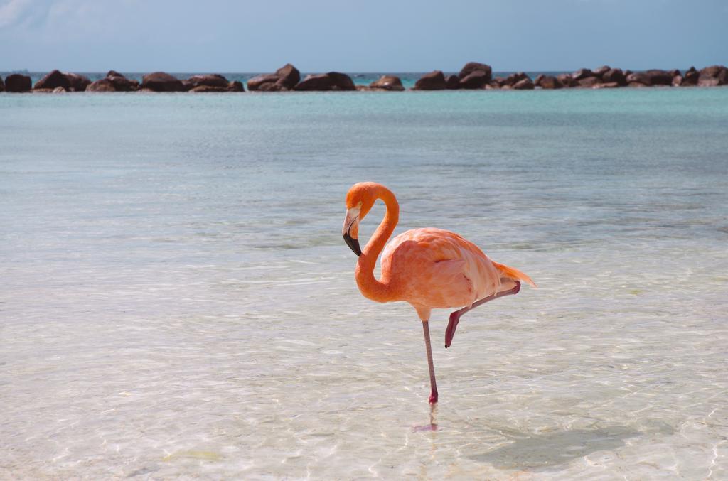 Dormio Bonaire Village 客房 照片